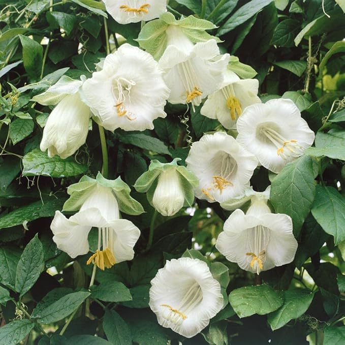 Outsidepride White Cobea Cup and Saucer Vine Seeds - 100 Pcs Perennial Climbing Vine Flower Seeds with Lush Foliage & Large Flowers That Attract Pollinators, for Fences, Trellises, or Walls
