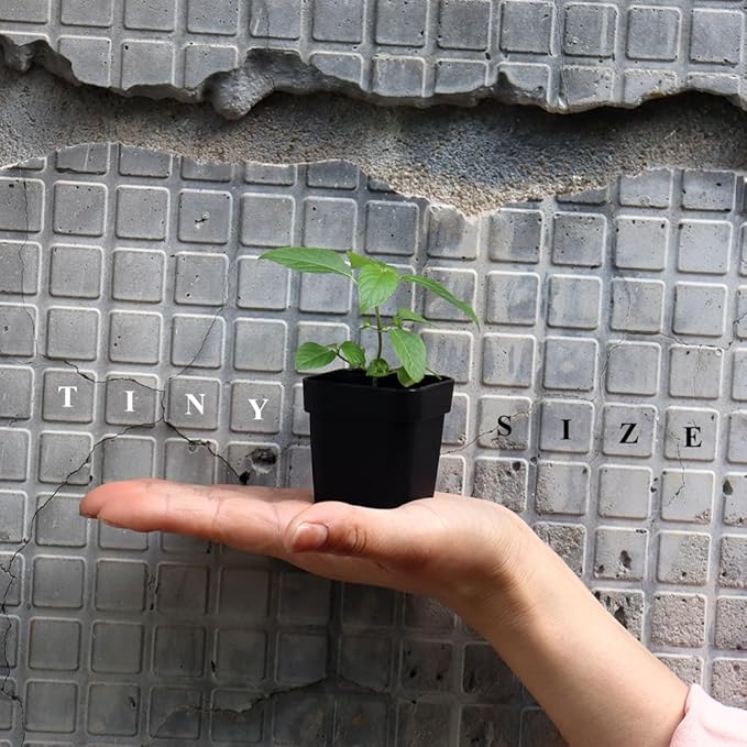 BangQiao 200 Pack 1.95 Inch Tiny Black Plastic Square Nursery and Seedling Pot, Mini Transplant Seed Starter Planter with Drain Hole for Germination, Herb, Succulent