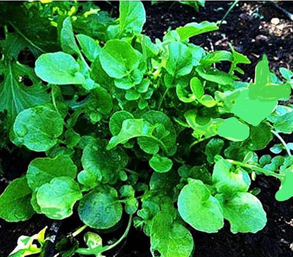 1000 Watercress Seeds - Delicious Additions to Salads