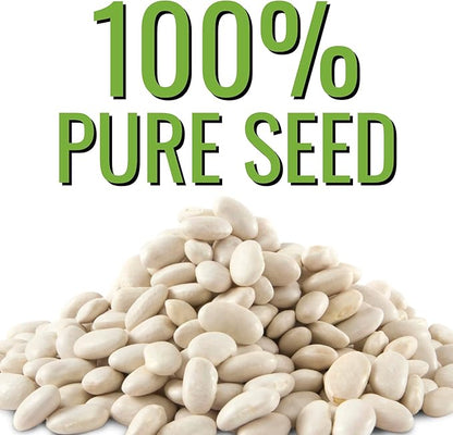 Seed Needs Henderson Lima Bush Bean Seeds for Planting | 2 Ounce 150+ Seeds Phaseolus Vulgaris Non GMO Vegetable Seed Garden Variety | Easy to Grow Lima Bean Seed Home Garden Favorite | Bulk