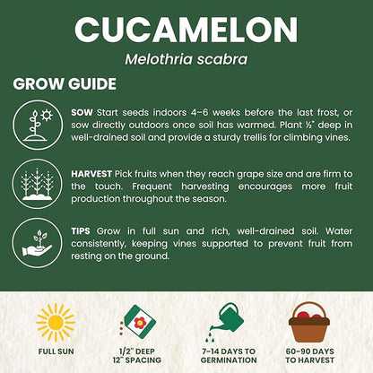 Cucamelon – 65 Premium Seeds for Planting – Mini Watermelon-Like Fruits for The 2026 Season – 200-Milligram Pouch