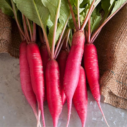 Radish Sprouting Seed - Red Arrow Variety - 4 oz Seed Pouch - Heirloom Radish Sprouts - Non-GMO Sprouting and Micro Greens