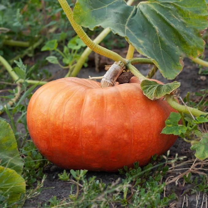 Eden Brothers Pumpkin Seeds - Cinderella Non-GMO Seeds for Planting, 1/4 Pound | High-Yielding, Fast Growing Vegetable Seeds, Plant During Warm Season, Zones 3, 4, 5, 6, 7, 8, 9, 10