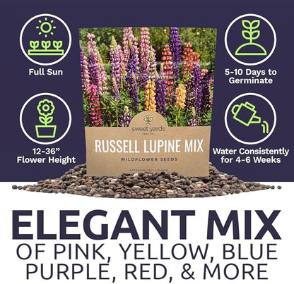 Russell Lupine Seeds – Extra Large Packet – Over 1,300 Open Pollinated Non-GMO Perennial Wildflower Seeds – Lupinus polyphyllus