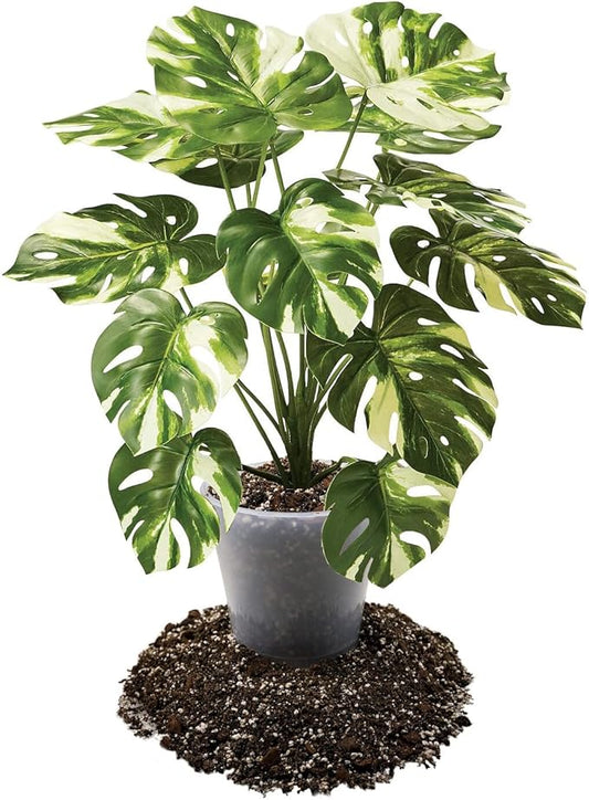 Premium Aroid Potting Mix - Soil Free Blend for Aroids - Growing Medium for House Plants by Gardenera - (2 Quart Bag)
