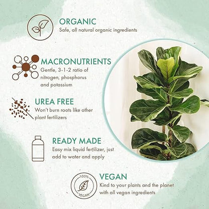 Organic Fiddle Leaf Fig Tree Plant Food - Liquid Fertilizer for Potted Figs - Nutrient Rich Formula to Grow Healthy Indoor and Outdoor Ficus Plants (8 oz)