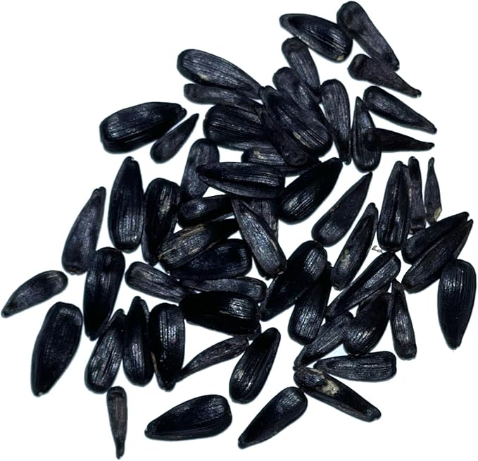Seed Needs Sunflower Seeds for Planting Cherry Rose Sunflowers - Hybrid Flowers with Unique Bi-Colors for an Outdoors Flower Garden - Great for Cut Flowers in Bouquets & Floral Arrangements (5 Packs)