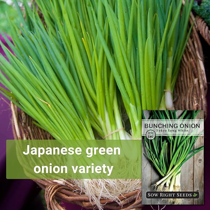 Sow Right Seeds - Tokyo Long White Bunching Onion Seeds for Planting - Perfect for Planting Outdoors or Indoors - Non-GMO Heirloom Green Onions - Easy to Grow for Gardeners - Tasty Flavor (4)