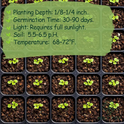Premium BlackBerry Seeds for Planting - 250+ Heirloom, Non GMO Black Berry Seeds (Rubus) for Home Garden, Indoor/Outdoor Growing
