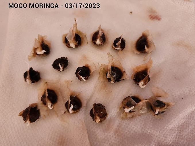 100 Moringa Seeds Approx | Moringa Seeds for Planting | Edible, Excellent Germination | Premium Grade PKM1 | Semillas de Moringaa Seed for Eating | Malunggay
