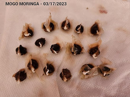 100 Moringa Seeds Approx | Moringa Seeds for Planting | Edible, Excellent Germination | Premium Grade PKM1 | Semillas de Moringaa Seed for Eating | Malunggay