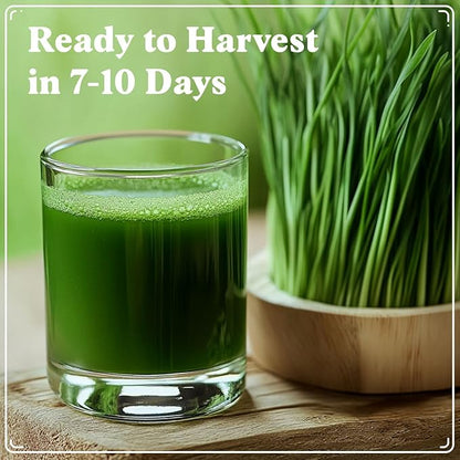 Seedboy Organic Wheatgrass Seeds – Hard Red Spring, Non-GMO, USA Grown Microgreens & Sprouting Seeds – 8 oz Bag Yields 8 Quarts (Hard Red Spring Wheatgrass)