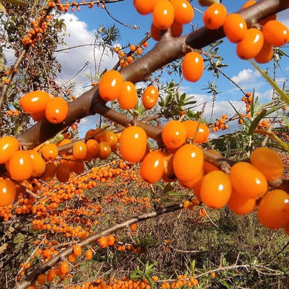 Sea Buckthorn Seeds for Planting, 30pcs Perennial Sea Buckthorn Fruit Tree Seed Non-GMO Heirloom Sweet Edible Tropical Fruit Plants, Sweet Juicy Fruits Plants in Your Home Garden Outdoor
