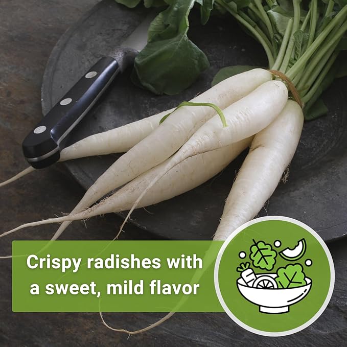 Sow Right Seeds - Bulk Japanese Minowase Daikon Radish Seeds for Planting - 15 Grams, 1000 Seeds - Non-GMO Heirloom Jumbo Pack with Instructions to Plant a Home Vegetable Garden - an Abundant Harvest