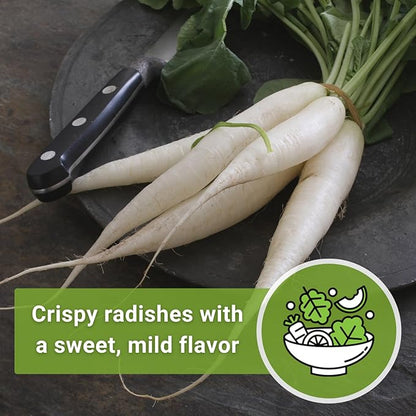 Sow Right Seeds - Bulk Japanese Minowase Daikon Radish Seeds for Planting - 15 Grams, 1000 Seeds - Non-GMO Heirloom Jumbo Pack with Instructions to Plant a Home Vegetable Garden - an Abundant Harvest