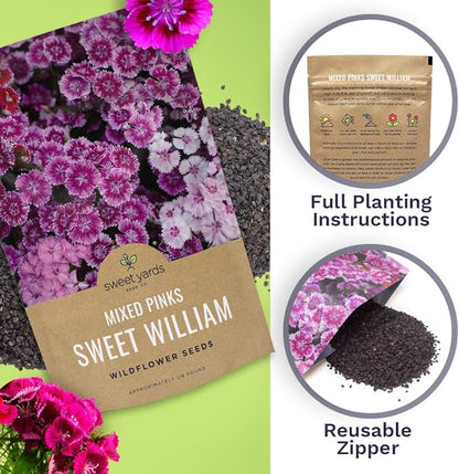 Sweet William Seeds – Mixed Pink Colors – Extra Large Packet – Over 120,000 Open Pollinated Non-GMO Flower Seeds – Dianthus barbatus