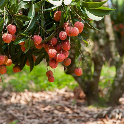 Gardenera Expertly Formulated Lychee Potting Soil Mix - Optimal Nutrient-Rich Blend for Thriving and Juicy Lychee Trees - 4 QUARTS