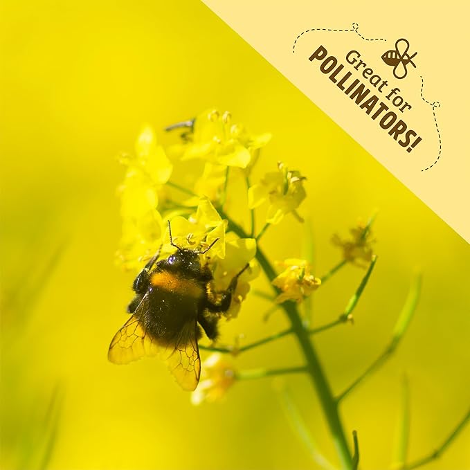 Back to The Roots 100% Organic Yelow Mustard Cover Crop Seeds, Covers ~1000 sq. ft.
