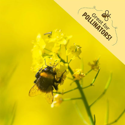 Back to The Roots 100% Organic Yelow Mustard Cover Crop Seeds, Covers ~1000 sq. ft.