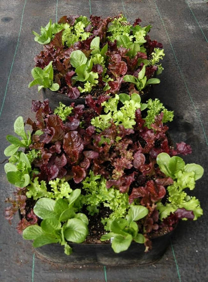 3ft X 3ft Victory 8 EZ-GRO MD SQ Raised Bed AeroFlow Proprietary Fabric Grow Your OWN No Assembly