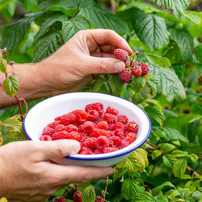 200+ Seed Red Raspberry Fruit Seeds for Planting Outdoor-Sweet Berry Seeds Non GMO Heirloom Rare Fruit Plant in Home Garden
