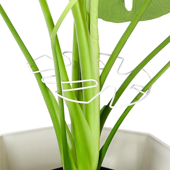 6PCS Iron Monstera Plant Support, Uniquely Designed Indoor Plant Accessories, Stable Plant Support Stakes for Indoor Plant, Turtle Shell Bamboo Clamp Set for Thriving Growth