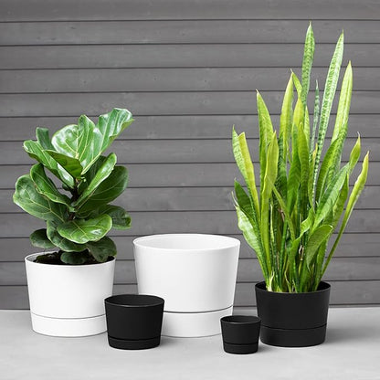 Root & Vessel Majestic Mid-Century Modern Low Profile Cylinder Pot, Matte Black, 10.5"