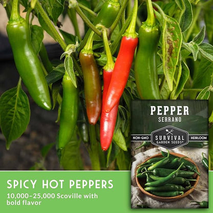 Mexican Serrano Pepper Seeds for Planting | Fresh Hot Chili & Green Hot Pepper Seeds – Heirloom Non‑GMO Variety for Sauce, Pickling & Salsa – Survival Garden Seeds (1 Pack)