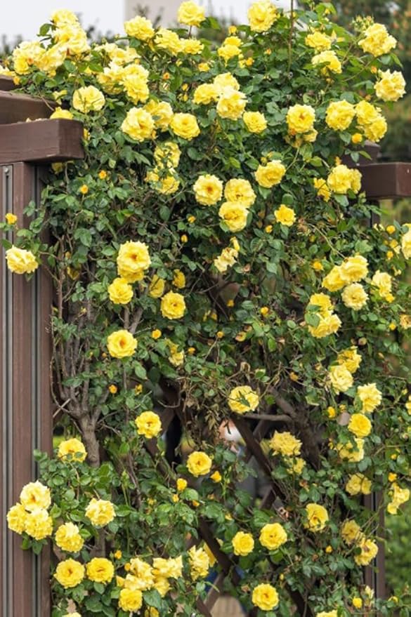 100PCS Yellow Climbing Rose Seeds Fragrant Yellow Rose Vine Romantic Garden Flower Gift for Gardeners