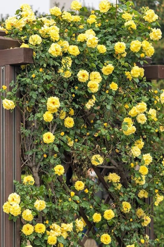 100PCS Yellow Climbing Rose Seeds Fragrant Yellow Rose Vine Romantic Garden Flower Gift for Gardeners
