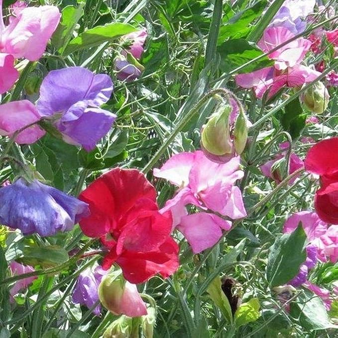 Fragrant Sweet Peas 100 Seeds Royal Family (Lathyrus odoratus)