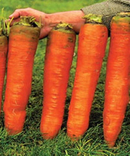 Seeds Vegetable Carrot Red Giant - 1000 Seeds