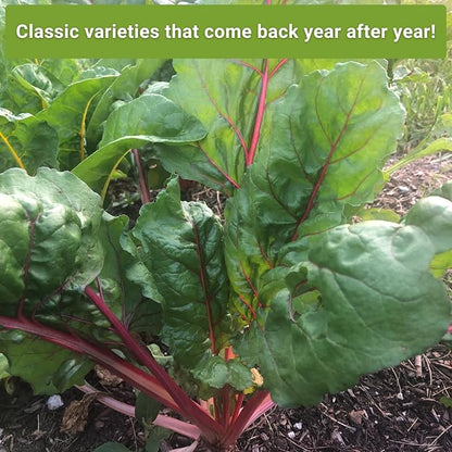 Sow Right Seeds - Perennial Vegetable Seed Collection for Planting - Artichoke, Rhubarb, and Asparagus - Tasty and Nutritious Favorites for Outdoor Garden - Non-GMO Heirloom Packets with Instructions