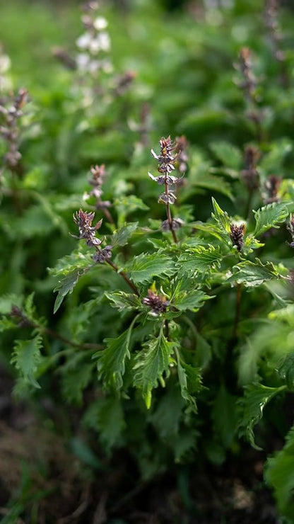Plant Good Seed Organic Mrihani Basil Seeds for Planting, Culinary Herb, Green Purple Leaves - 250 Seed Packet