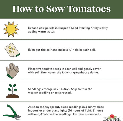 Burpee 'Early Pick VF' Hybrid , Red Beefsteak Slicing Tomato , 50 Non-GMO Seeds