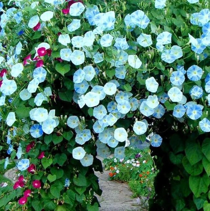 50+ Light Blue Ismay Morning Glory Seeds Vine Flowers Garden Planting