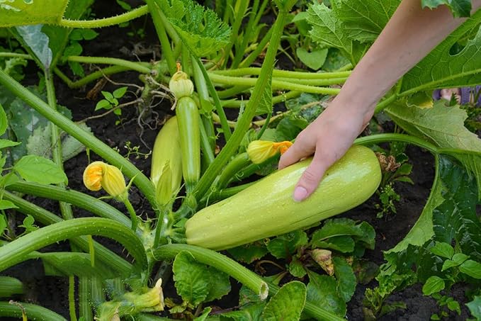 Pack of 50 Zucchini Summer Squash Seeds, Zucchini Seeds for Planting Outdoors