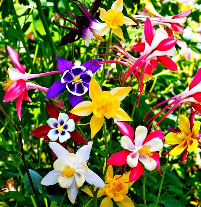 100 pcs Columbine McKana Giants Flower Seeds, Perennial Colorful Attracts Bees and Hummingbirds from USA Aquilegia caerulea