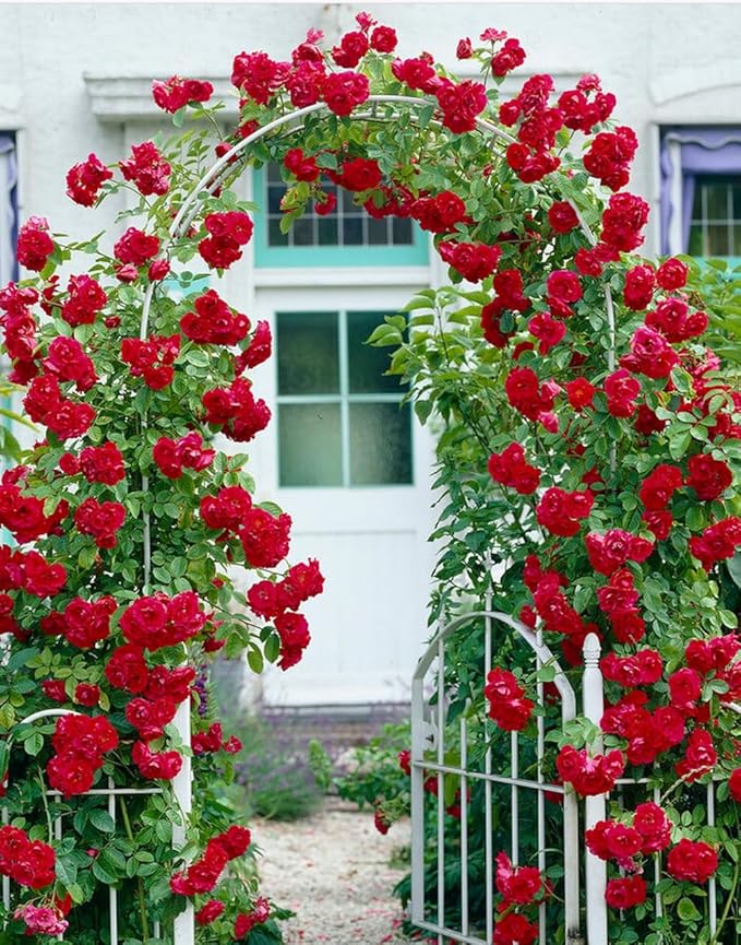 100+ Red Climbing Rose Seeds for Planting Outdoors Ornamental Climbing Flowers Rosa Bush Vine Climber Long-Blooming