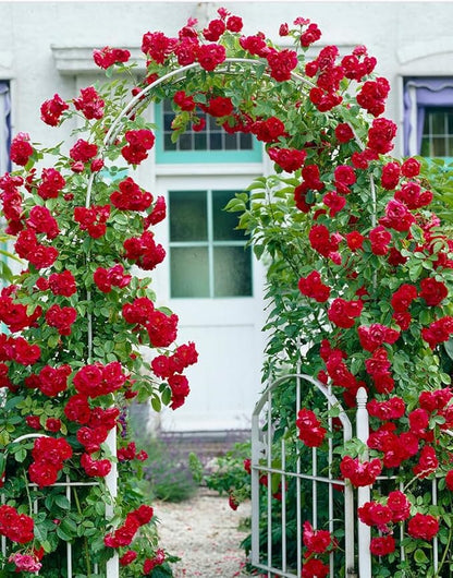 100+ Red Climbing Rose Seeds for Planting Outdoors Ornamental Climbing Flowers Rosa Bush Vine Climber Long-Blooming