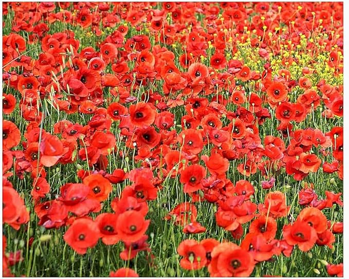 Mixed Corn Poppies - 50,000 Poppy Seeds Including Red Flanders Poppy Seed