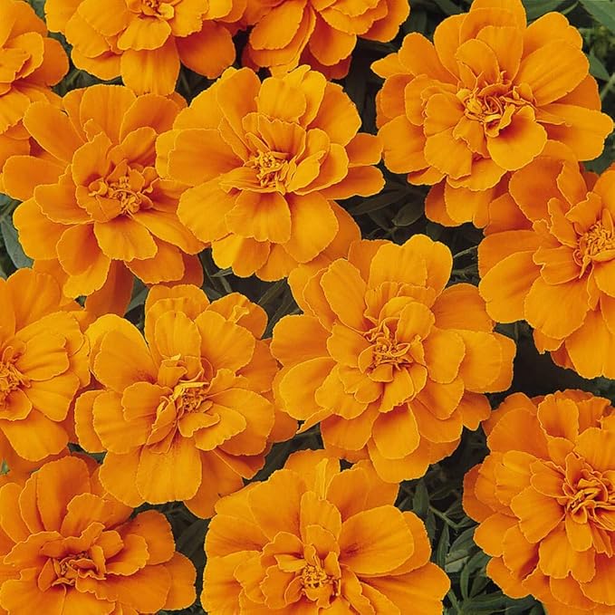 Outsidepride Durango Tangerine French Marigold Seeds - 500 Pcs Annual, Compact, Heat & Drought Tolerant Flower Seeds for Planting w/Anemone Type Blooms, Ideal for Vibrant Pollinator Gardens