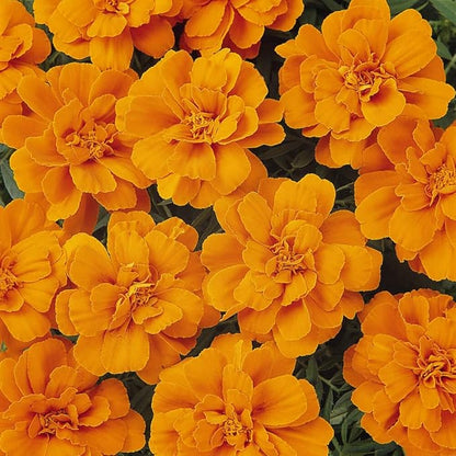 Outsidepride Durango Tangerine French Marigold Seeds - 500 Pcs Annual, Compact, Heat & Drought Tolerant Flower Seeds for Planting w/Anemone Type Blooms, Ideal for Vibrant Pollinator Gardens