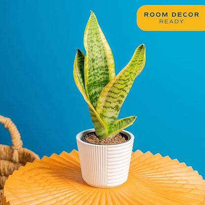 Costa Farms Snake Plant, Live Plant in Decor Pot, Easy to Maintain, Small Air Purifying Succulent Indoor Houseplant, Assorted Variety, Perfect for Home, Room, or Office, 8-12 Inches Tall, Pack of 2