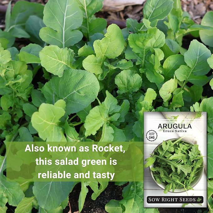 Sow Right Seeds - Arugula Seeds for Planting - Non-GMO Heirloom Seeds with Instructions to Plant a Home Vegetable Garden - Indoors, Hydroponics or Outdoors - Salad Greens - Grow Kitchen Herbs (4)