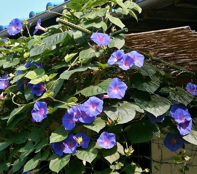 Mixed Japanese Morning Glory Seeds Flowers Ipomoea Nil Flower Vine Beautiful Perennial Climbing Flowers for Your Garde 80pcs