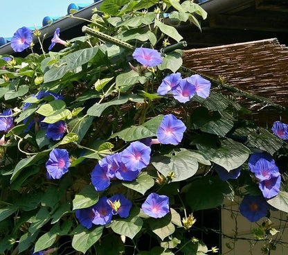 Mixed Japanese Morning Glory Seeds Flowers Ipomoea Nil Flower Vine Beautiful Perennial Climbing Flowers for Your Garde 80pcs