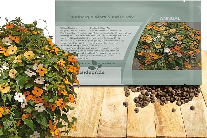 Outsidepride Sunrise Mix Thunbergia Black Eyed Susan Seeds - 200 Pcs Annual, Climbing Vine Flower Seeds for Planting Mixed Blooms for Low Maintenance Gardens, Containers, Trellis & Fences