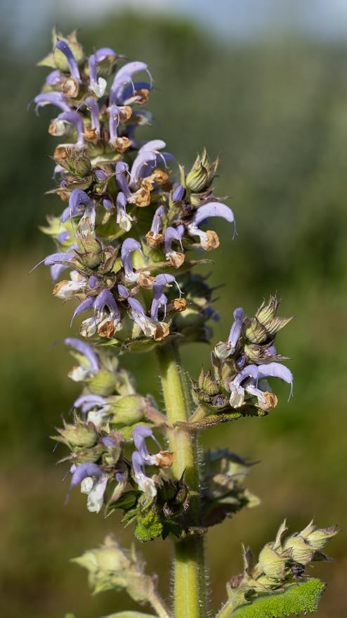 Plant Good Seed Organic Clary Sage Seeds for Planting: Herb for Cosmetics, Fragrant Purple Flowers - 50 Seed Packet