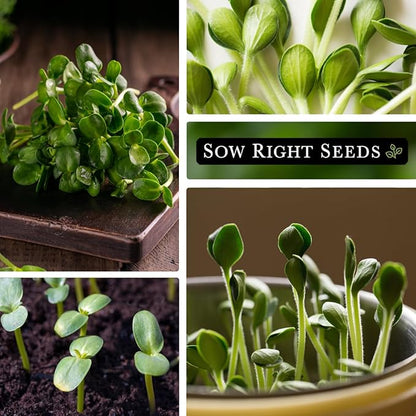 Sow Right Seeds - Bulk Sunflower Microgreen Seeds for Growing - 2 Ounce, 1000 Seeds - Non-GMO Heirloom Jumbo Pack with Instructions to Grow Healthy Microgreens - Grow Loads of Sunflower Microgreens
